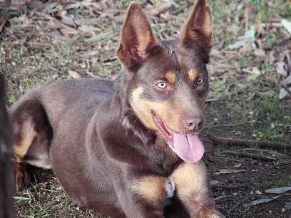 Milburn kelpies clearance